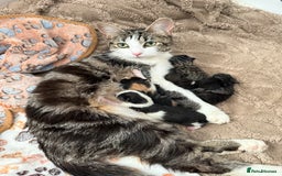 Domestic Shorthair cats for sale: 8 Bundles of joy - Image 4