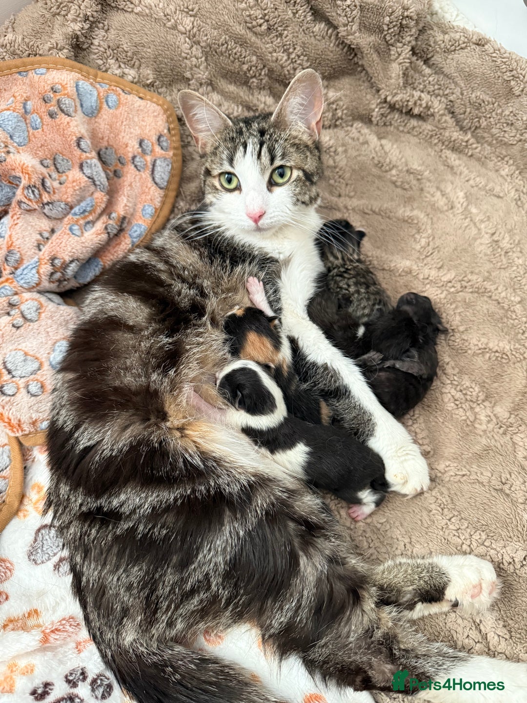 Domestic Shorthair cats for sale: 8 Bundles of joy - Image 4