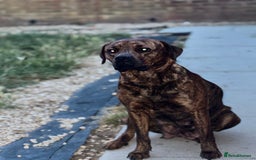 Mixed Breed dogs for sale: Rottweiler X American Bulldog Puppies  - Image 5