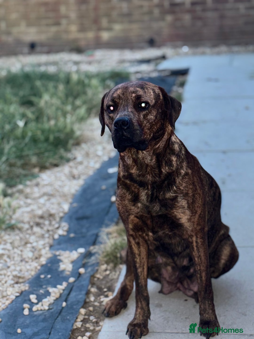 Mixed Breed dogs for sale: Rottweiler X American Bulldog Puppies  - Image 5