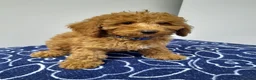 Miniature Poodle dogs for sale: Beautiful miniature poodle puppies ready now - Advert 26