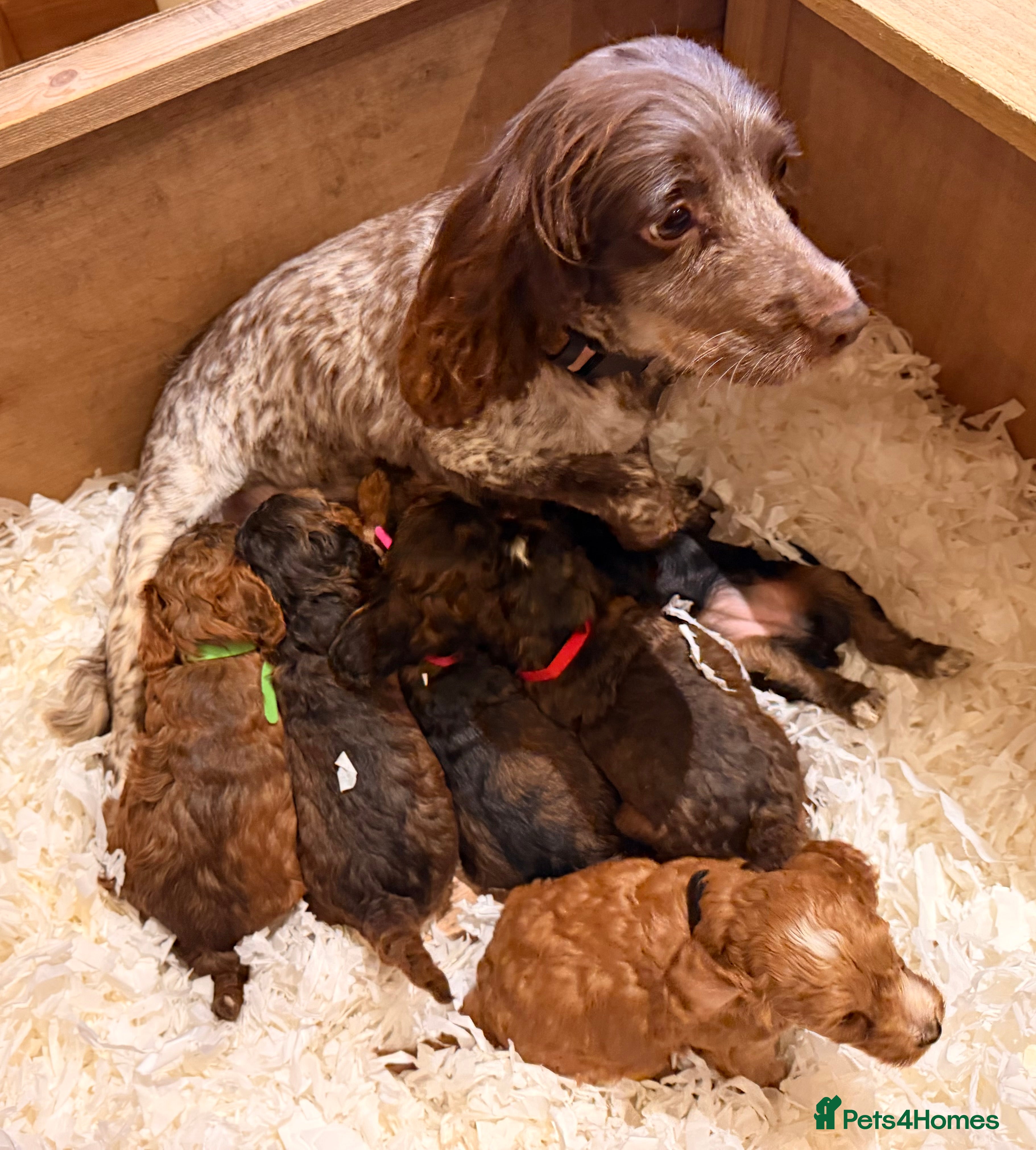 Cockapoo dogs 6 beautiful Cockerpoo  - Advert 1