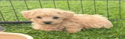 Westiepoo dogs for sale: Toy WESTIE-POO Puppies (West Highland x Toy Poodle - Advert 14