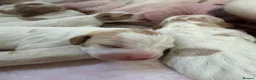 Pointer dogs for sale: Pointer pups | Working & Champion Bloodlines  - Advert 5