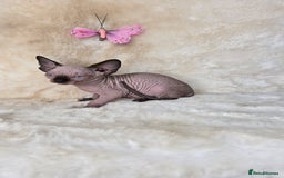 Sphynx cats for sale: Sphynx kittens bominant odd eyes  - Image 2