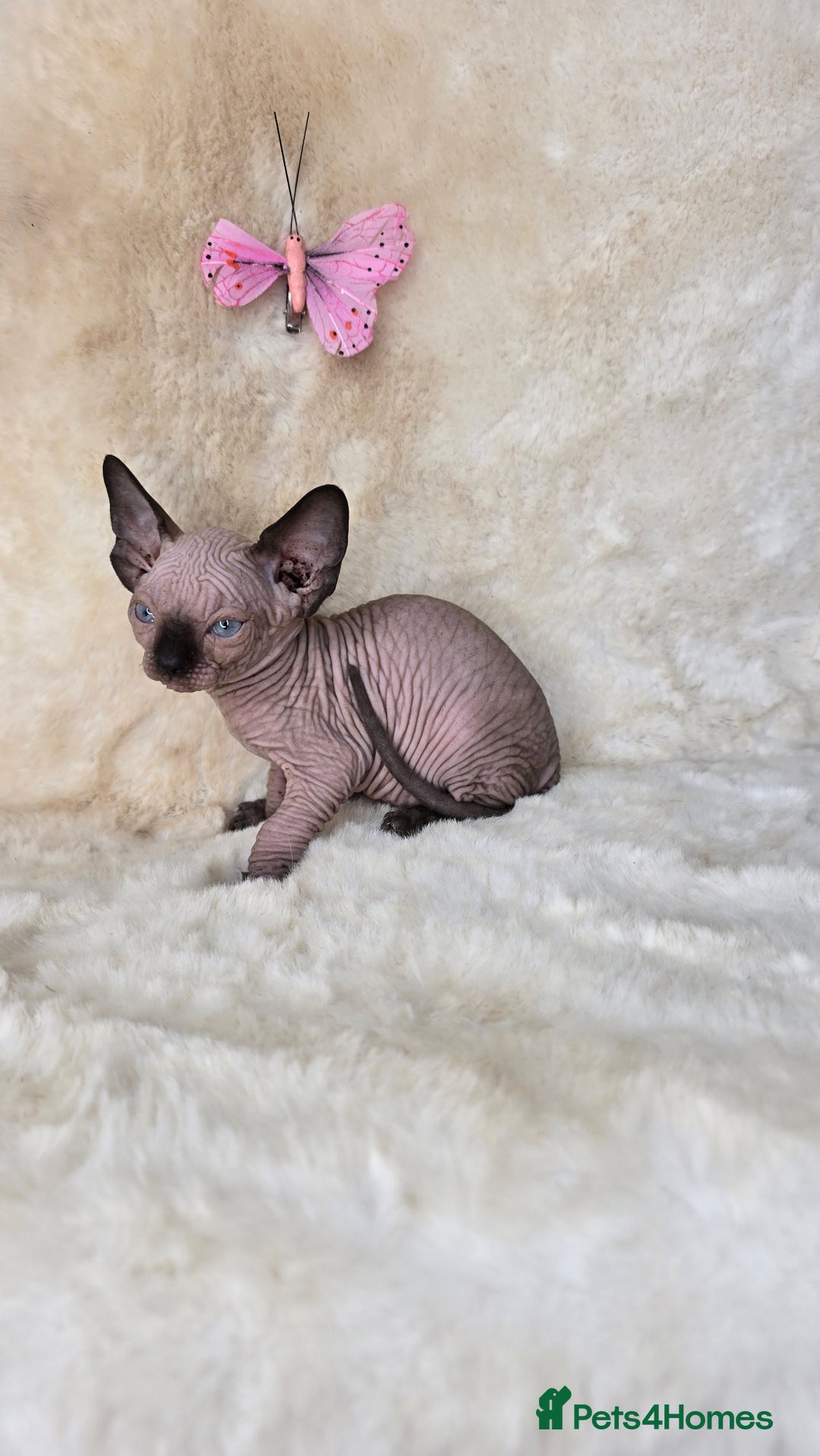Sphynx cats for sale: Sphynx kittens bominant odd eyes  - Image 2