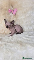 Sphynx cats - Advert 1
