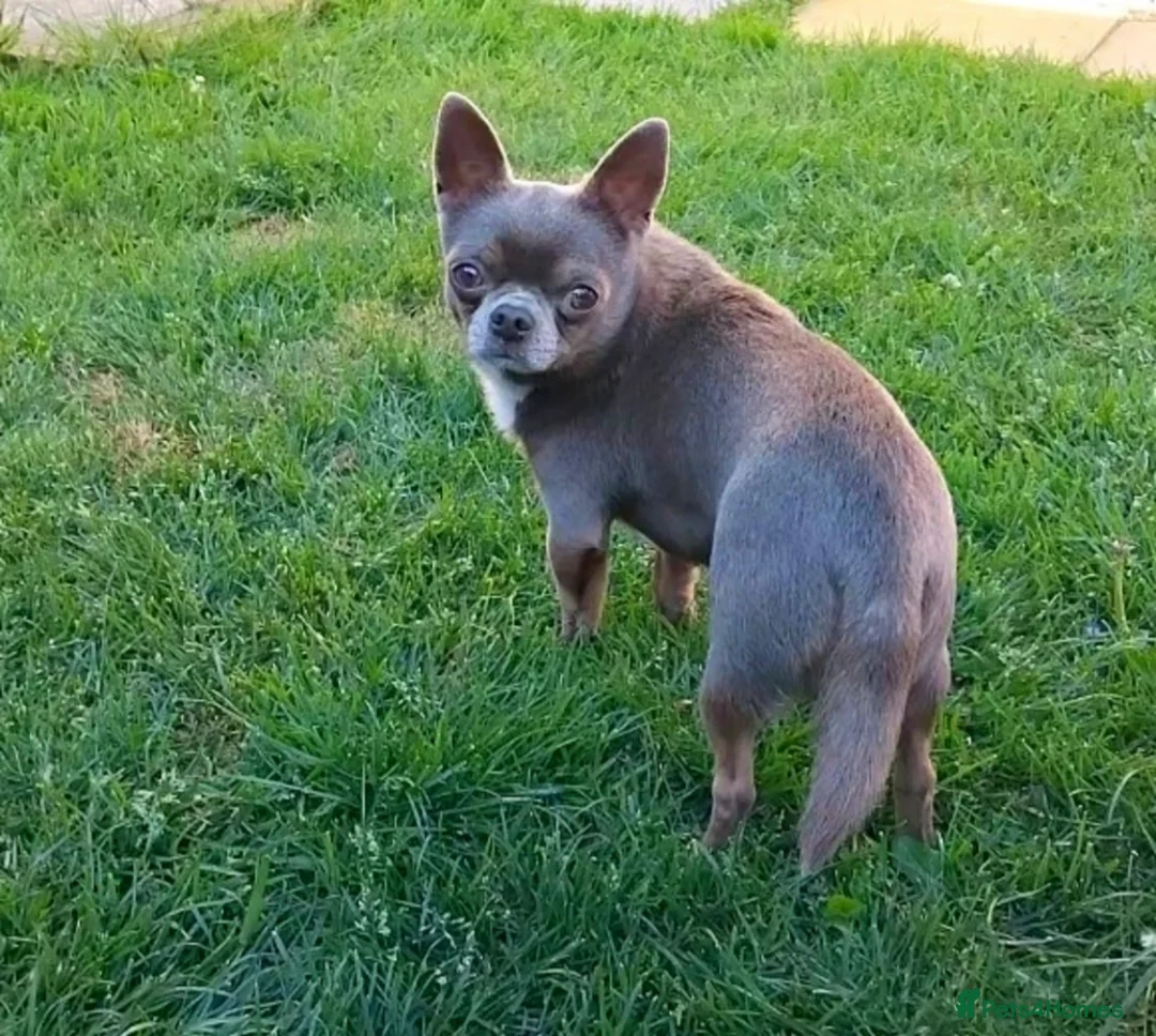 Chihuahua dogs for stud: KC reg-Health tested-PROVEN  - Advert 19