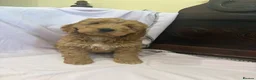 Cockapoo dogs for sale: FULLY HEALTH TESTED GOLD COCKAPOOS  - Advert 7