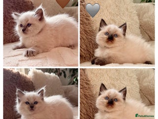 Ragdoll cats 🌺 2 boys left 🌸 8weeks Purebred Ragdoll🩷 - Advert 4