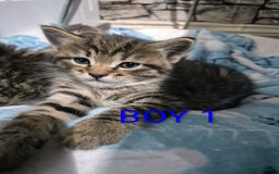 Mixed Breed cats for sale: kittens - Image 21
