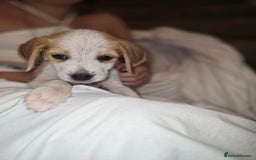 Beagle dogs for sale: Beagle puppies  - Image 7