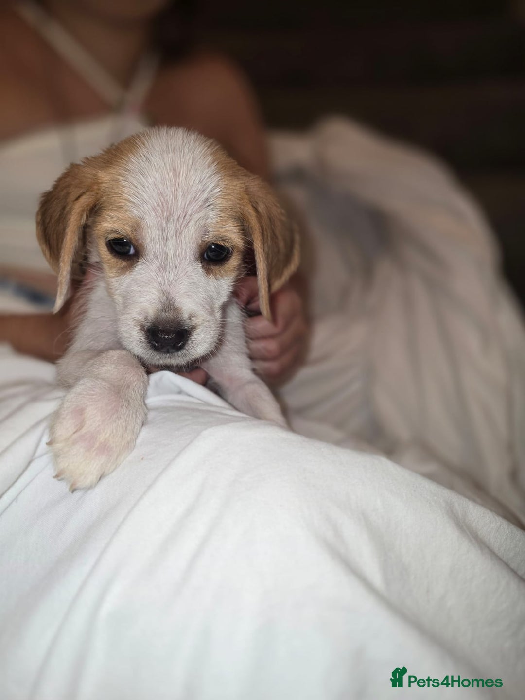 Beagle dogs for sale: Beagle puppies  - Image 7