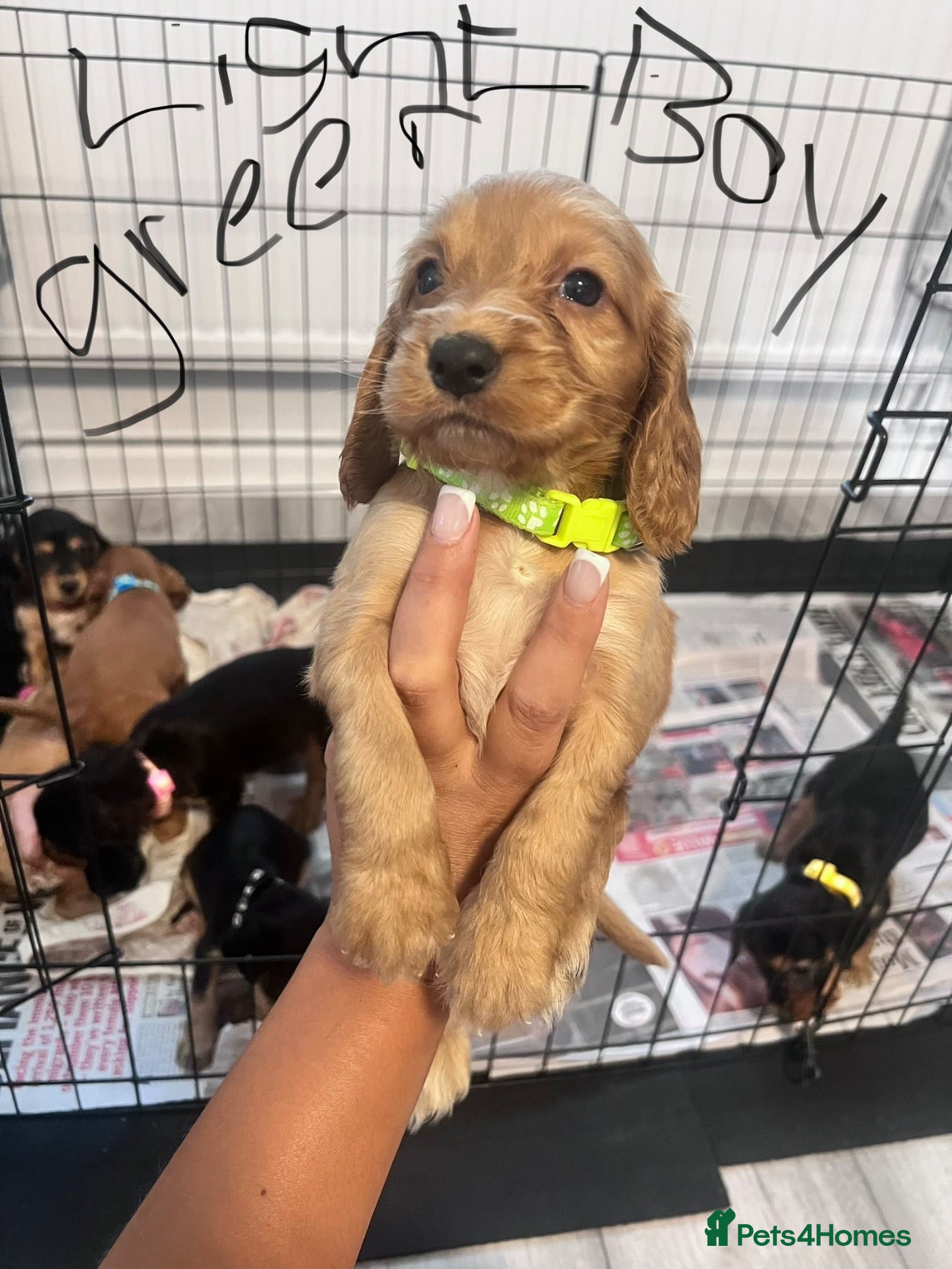 Cocker Spaniel dogs Stunning Show type cocker spaniels - Advert 2
