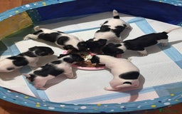 Mixed Breed dogs for sale: 6 Jack Russell x Yorkshire Terrier Puppies  - Image 9