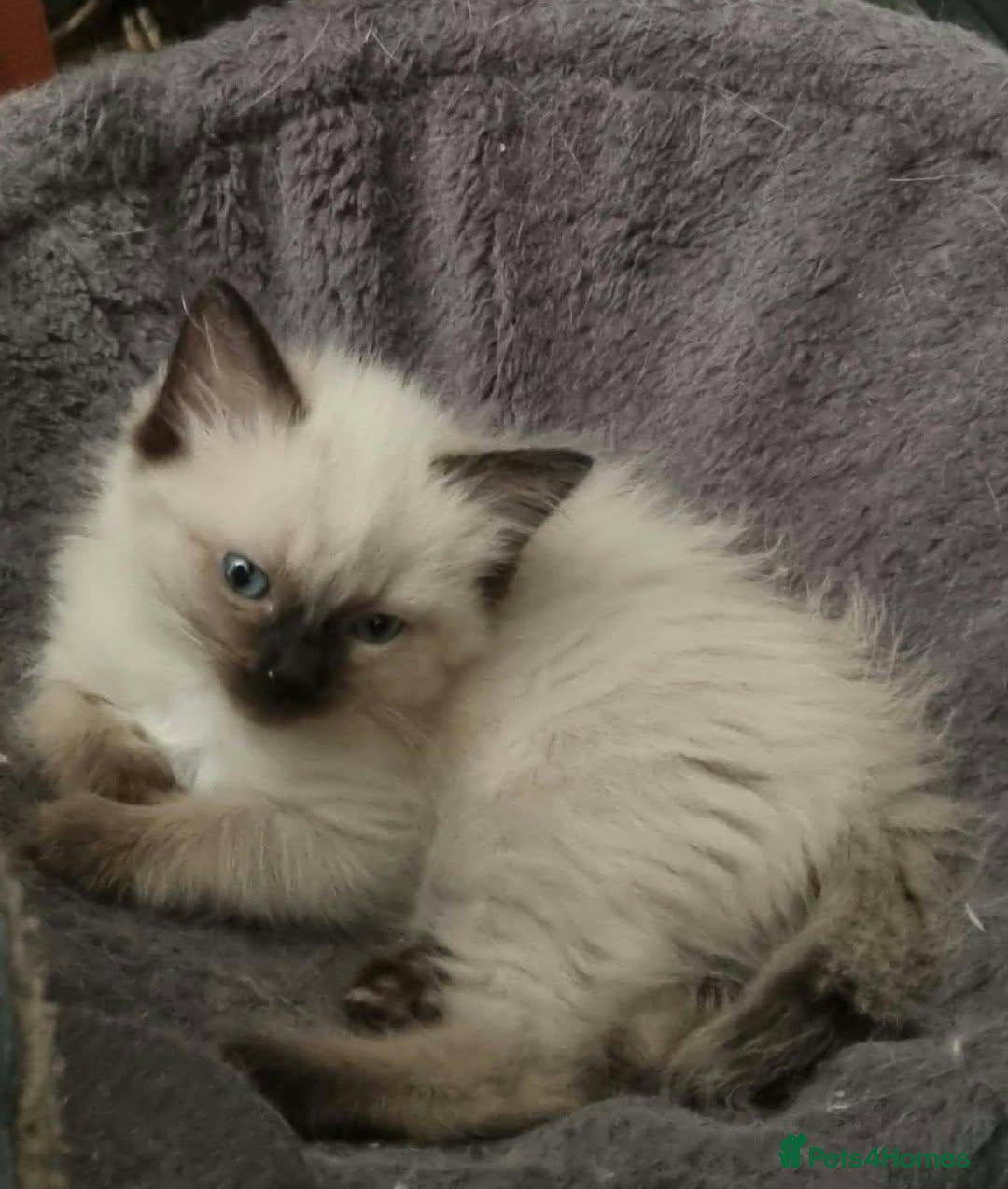 Ragdoll cats Ragdoll kittens for sale - Advert 2