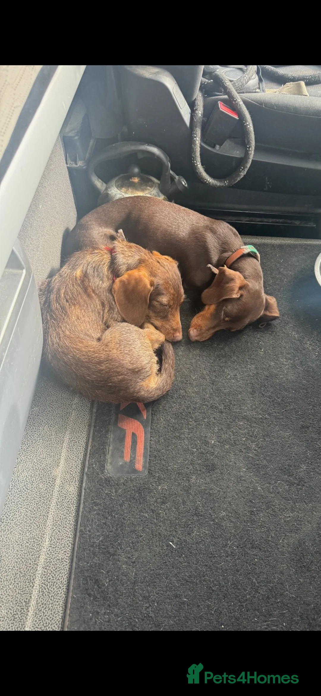 Miniature Dachshund dogs for sale: Little Jim sadly needing a new home in Dereham - Advert 2