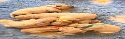 Golden Retriever dogs for stud: Exceptional Proven Stud - Advert 16