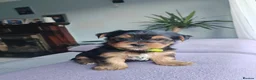 Yorkshire Terrier dogs for sale: Beautiful Yorkshire Terrier Puppies  in Downpatrick - Advert 22