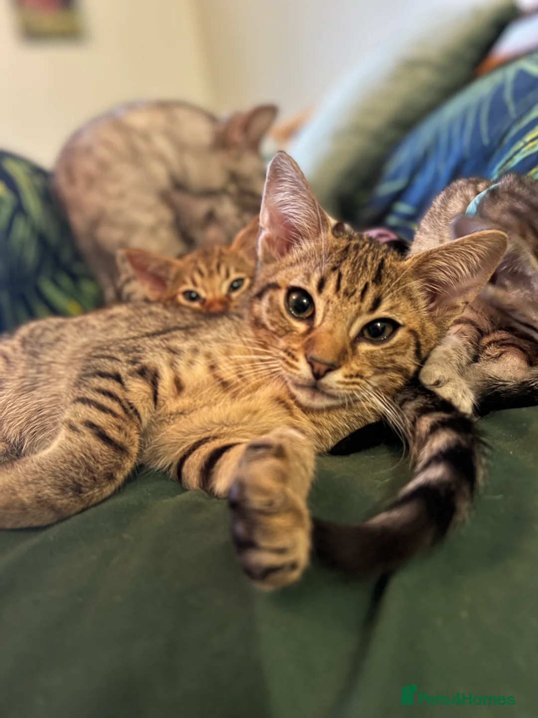 Ocicat cats for sale: Two delightful Ocicat boys available - Advert 5