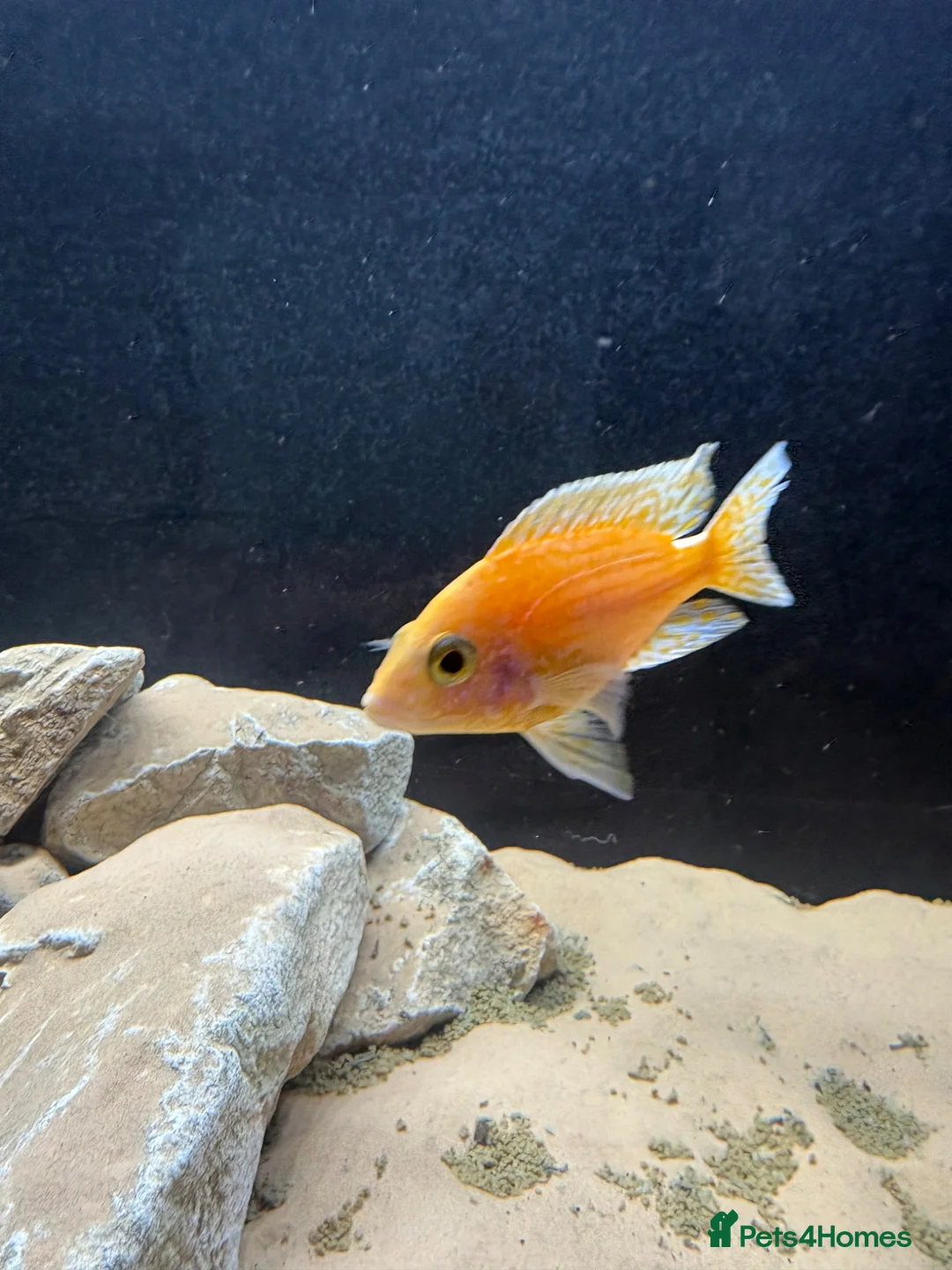 Cichlids fish for sale: Assorted peacock cichlids for sale  in Derby - Advert 2