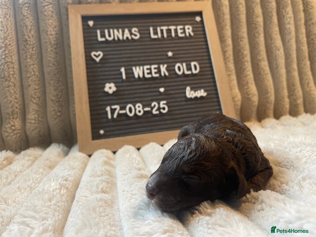 Cockapoo dogs for sale: F1bb Cockapoo puppies - Image 7