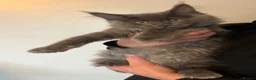 Maine Coon cats for sale: Ready Now Quality TICA Maine Coons active possible - Advert 7