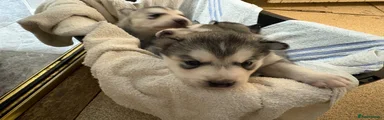 Siberian Husky 1