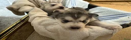 Siberian Husky dogs for sale: Sibirian huskey puppies for sale  - Advert 7