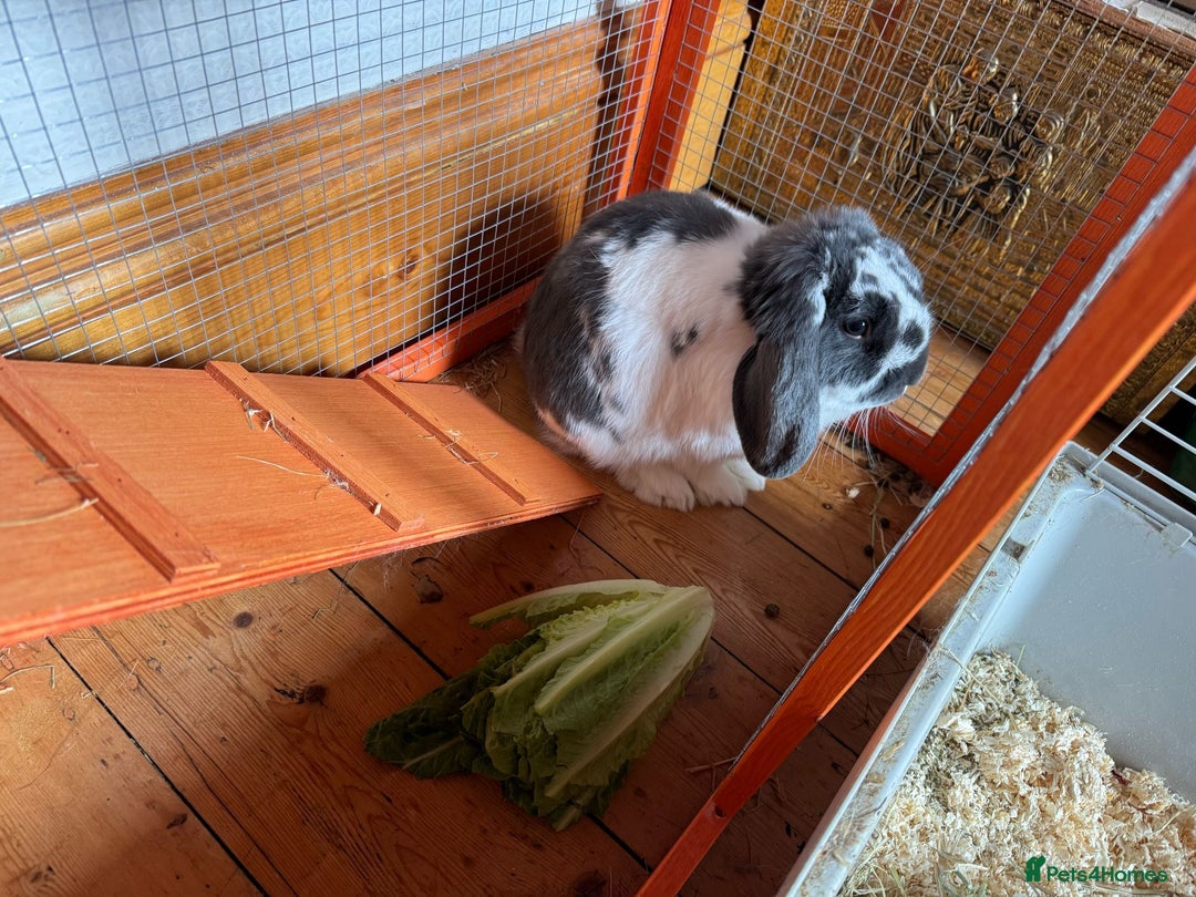 English Lop rabbits for sale: Free to good home, lop rabbit  - Image 2