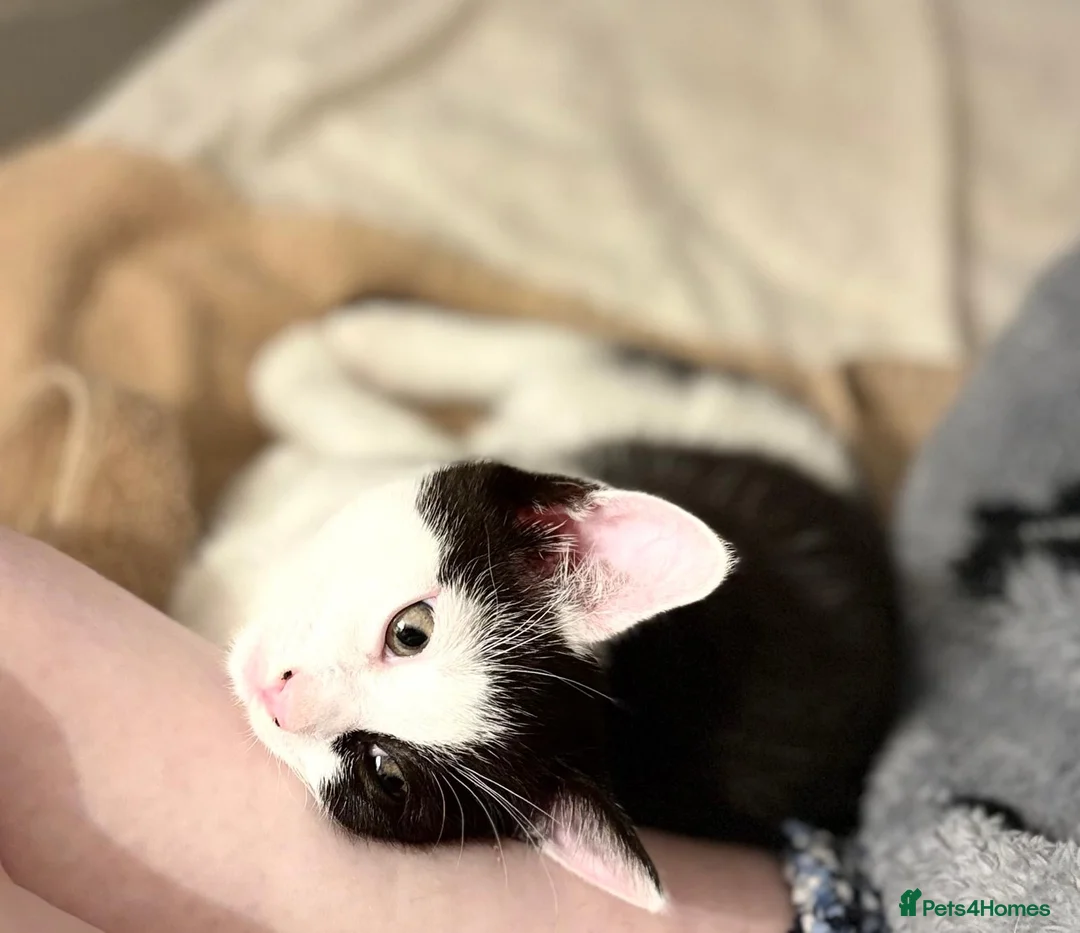 Mixed Breed cats for sale: 4 kittens from 2 queens  - Advert 5
