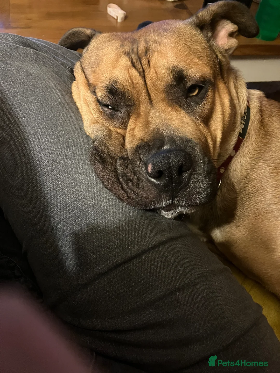 Staffordshire Bull Terrier dogs for sale: 2 year old Staffordshire Bull Terrier Cross in King's Lynn - Advert 5