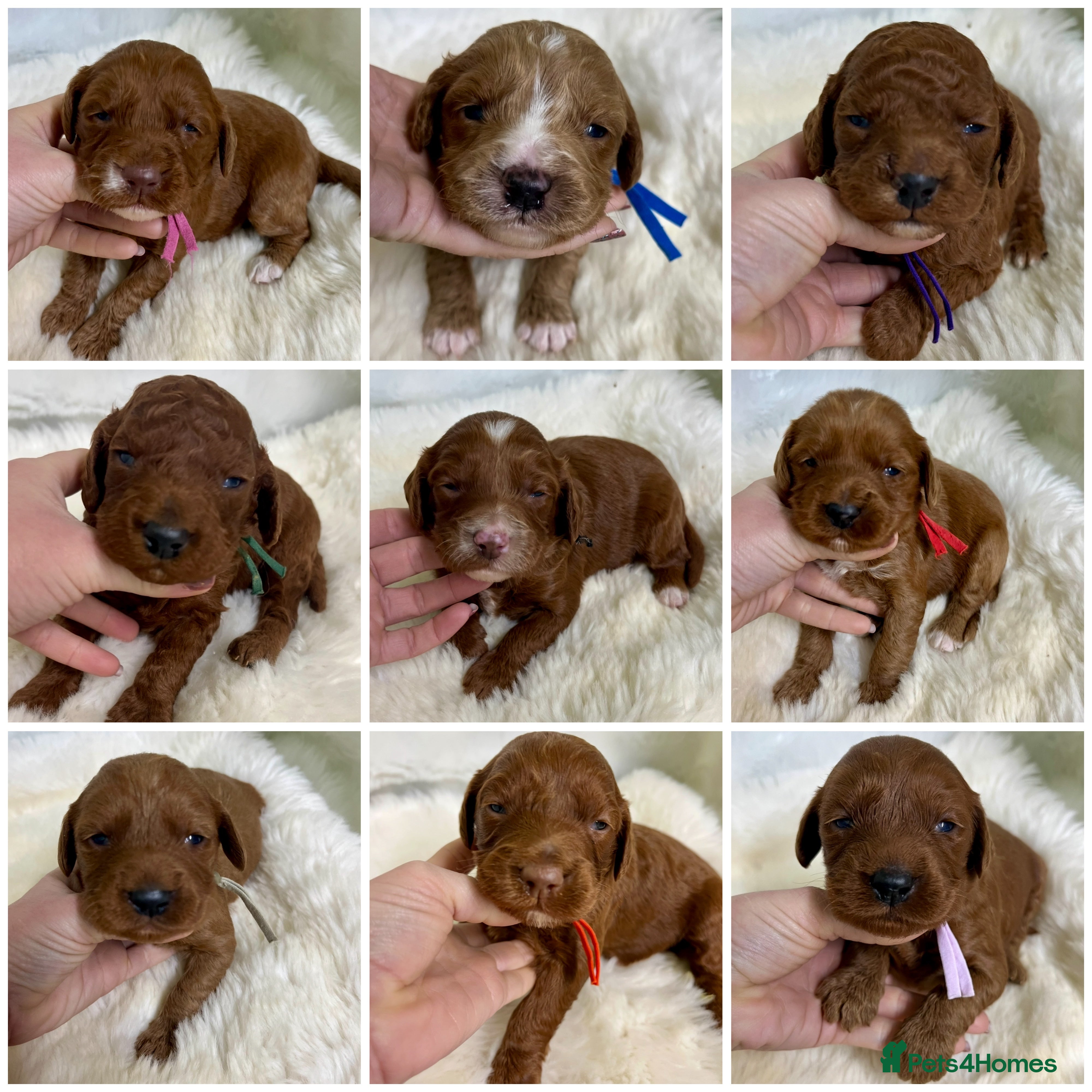 Goldendoodle dogs multigenerational Australian Red double doodles  - Advert 3