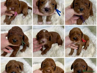 Goldendoodle dogs multigenerational Australian Red double doodles - Advert 11