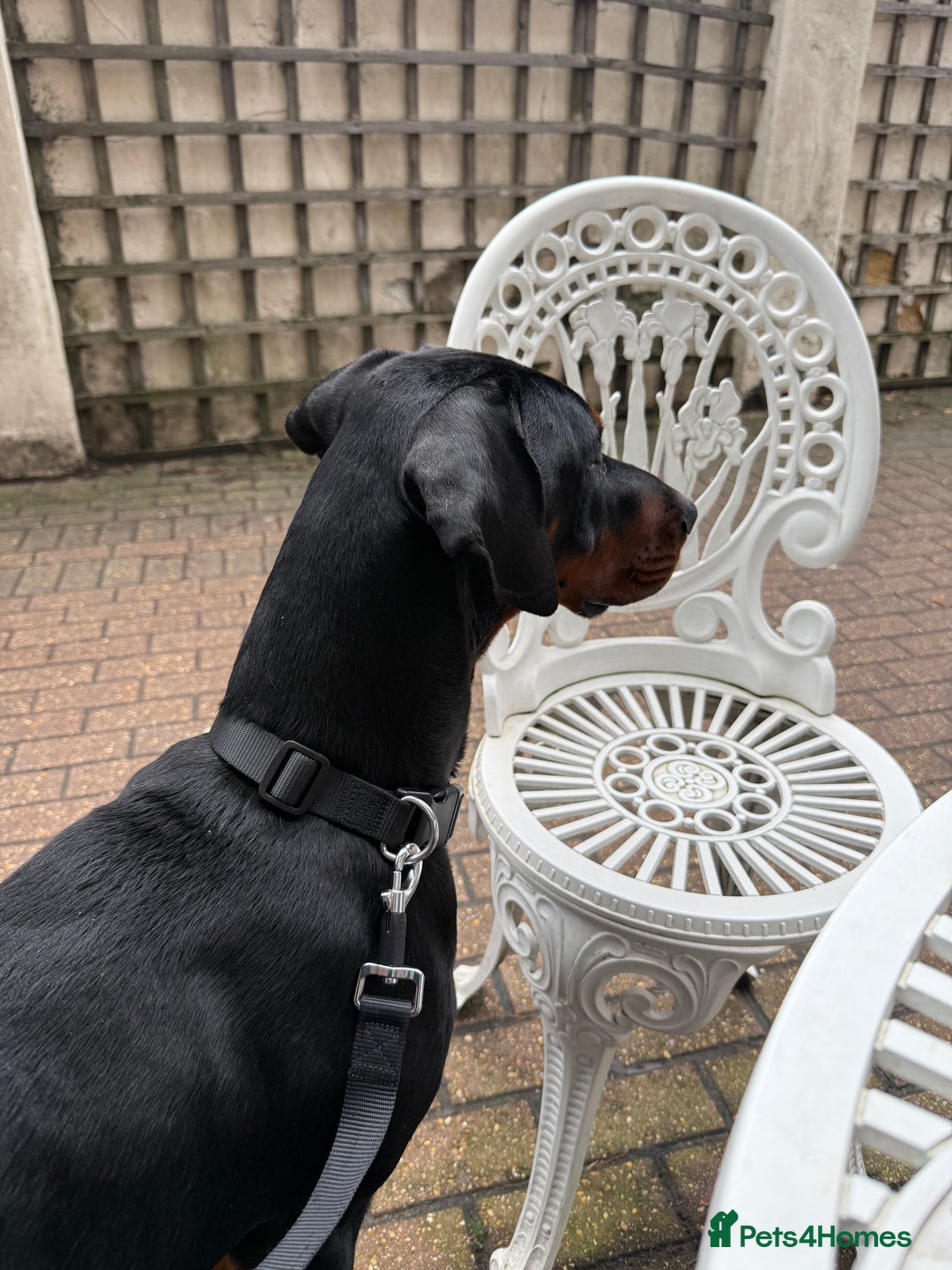 Dobermann dogs for sale: Male Doberman for Sale - Advert 8