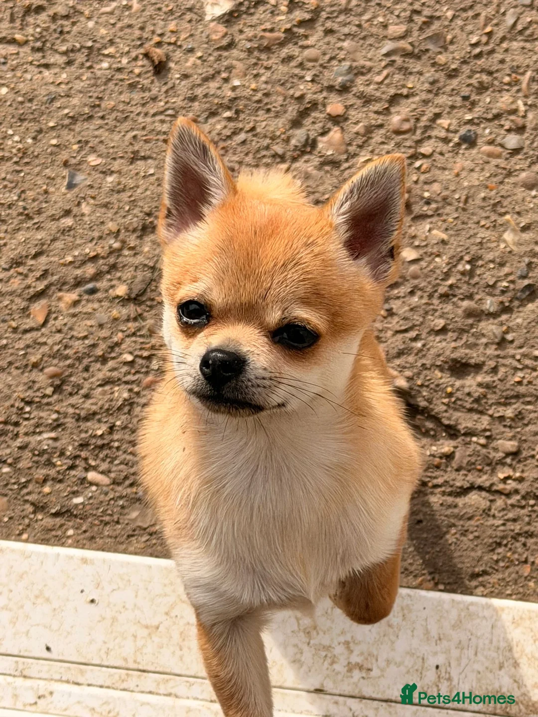 Chihuahua dogs for sale: Male Chihuahua  - Advert 1