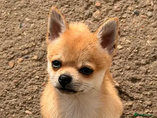 Chihuahua dogs Male Chihuahua - Advert 1