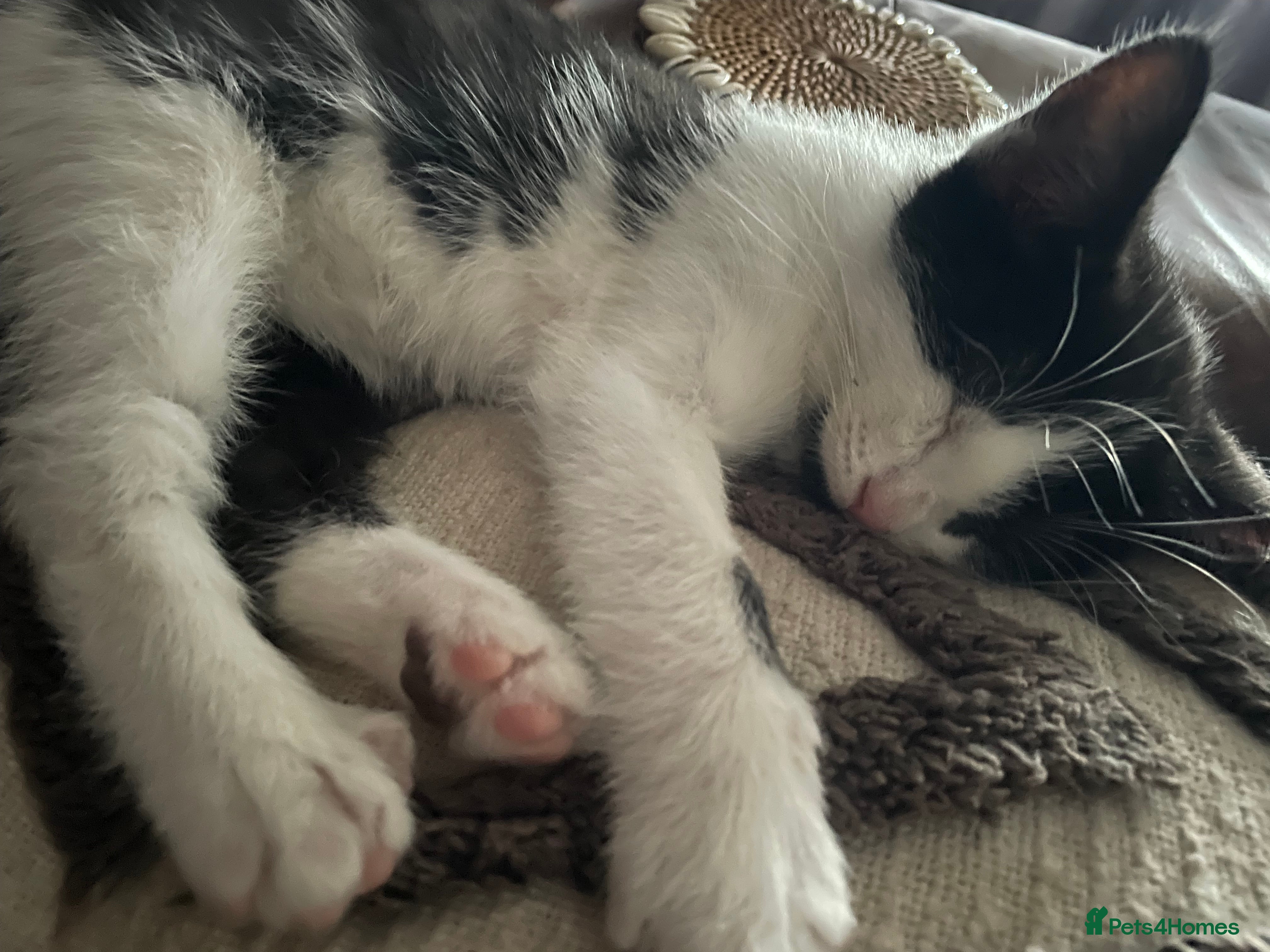 British Shorthair cats 5 kittens for sale  - Advert 17