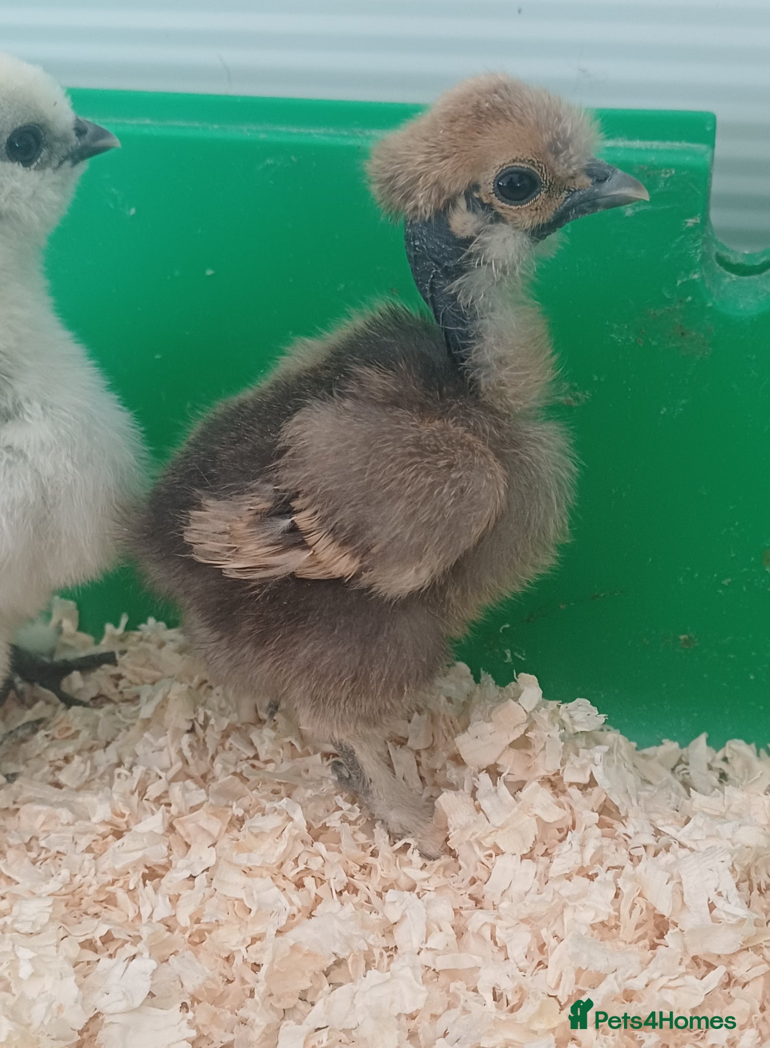 Chickens poultry Silkie chicks, hatching eggs & cockerels available - Advert 12