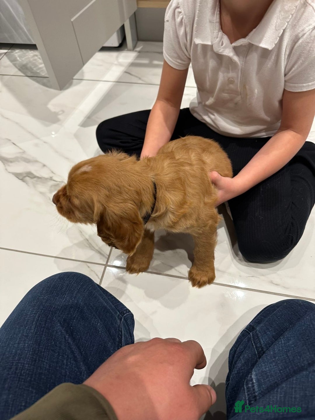 Cocker Spaniel dogs for sale: 2 beautiful working cocker spaniel boys - Advert 8