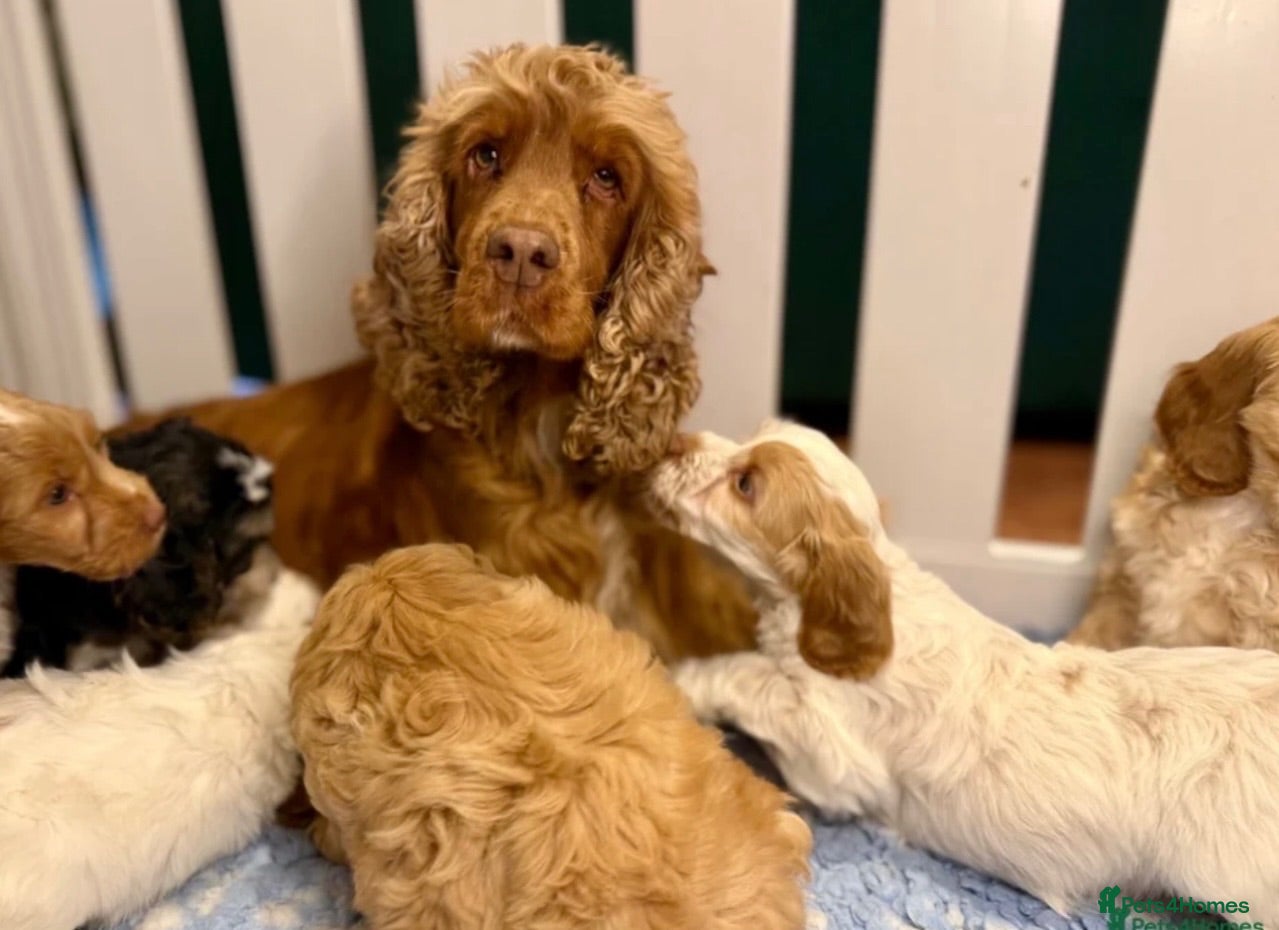 Cockapoo dogs Beautiful 7-Month-Old Female F1 Cockapoo - Advert 1