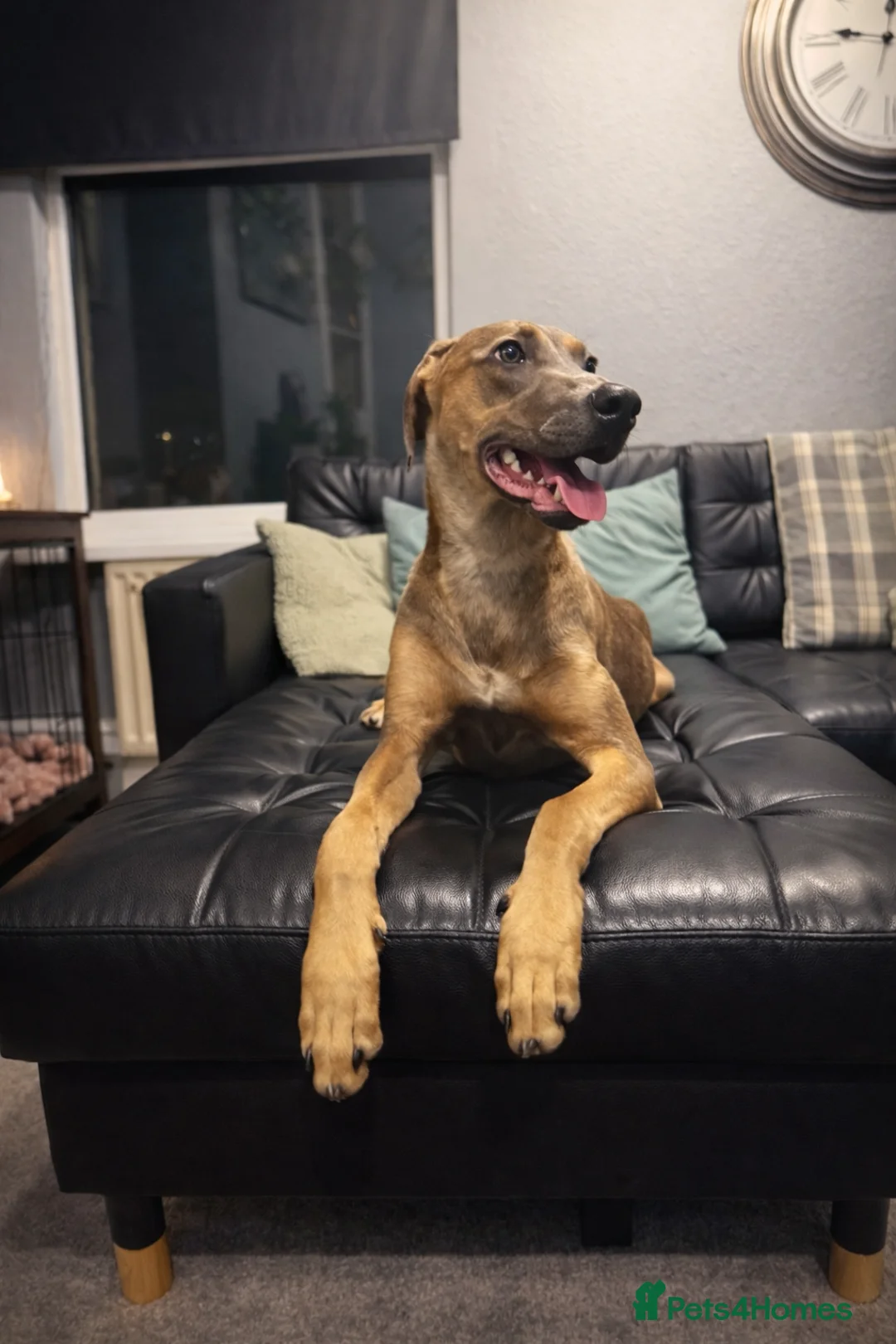 Mixed Breed dogs for sale: 6 months old greyhound cross with a cane Corso in Chatham - Advert 10