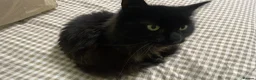 Mixed Breed cats for sale: Looking for a Forever Home (Urgent) - Advert 6