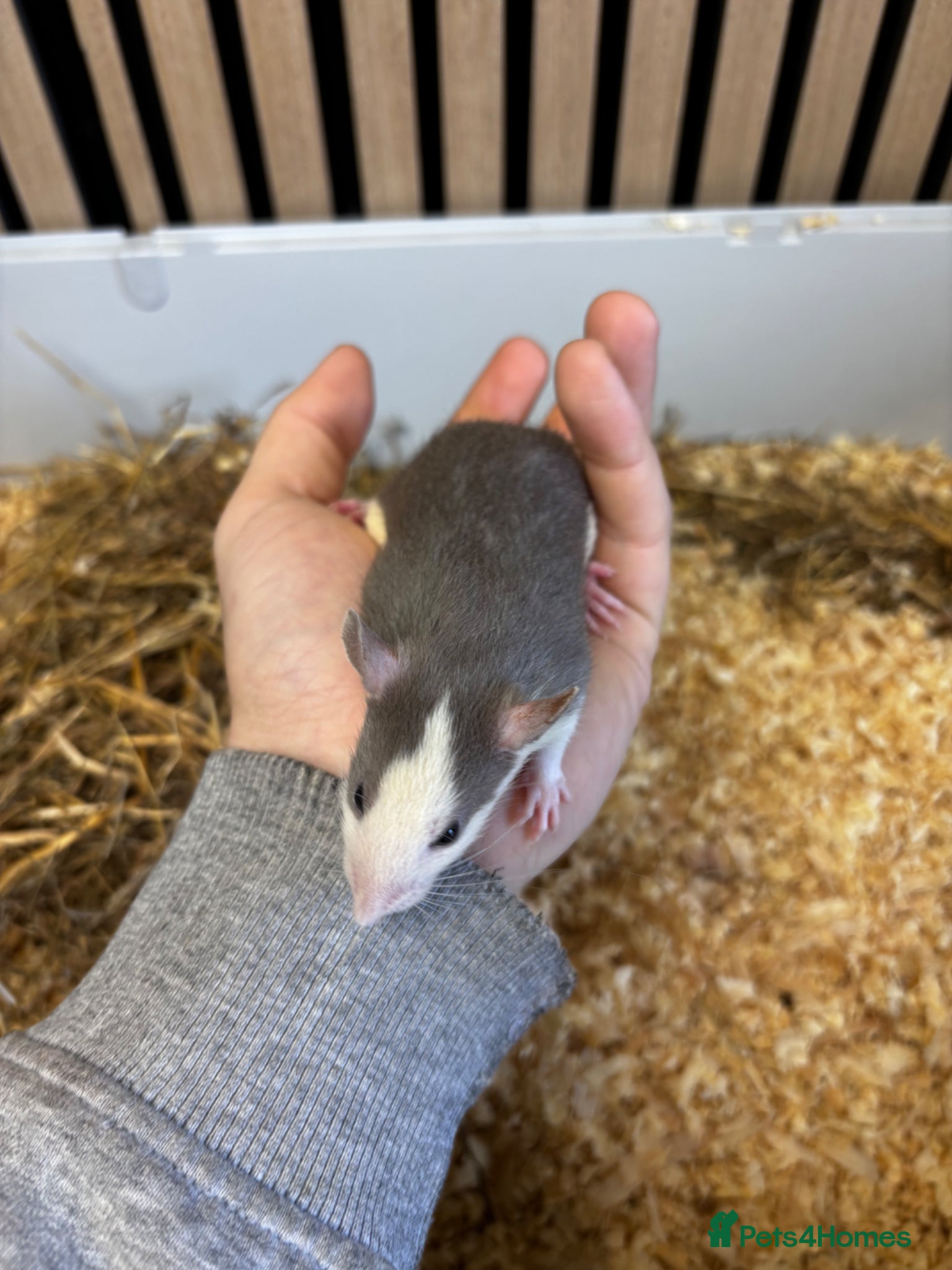 Rat rodents Male and female rats for sale(dumbo Siamese solid) - Advert 8