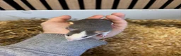 Rat rodents for sale: Male and female rats for sale(dumbo Siamese solid) - Advert 1