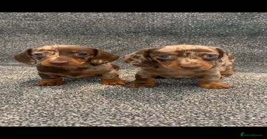 Miniature Dachshund dogs - Advert 16