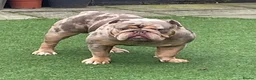 English Bulldog dogs for stud: Beautiful lilac tri Merle bulldog up for stud - Advert 5
