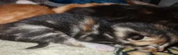 Mixed Breed cats for sale: Born Tuesday 7th July 🤍 - Advert 9