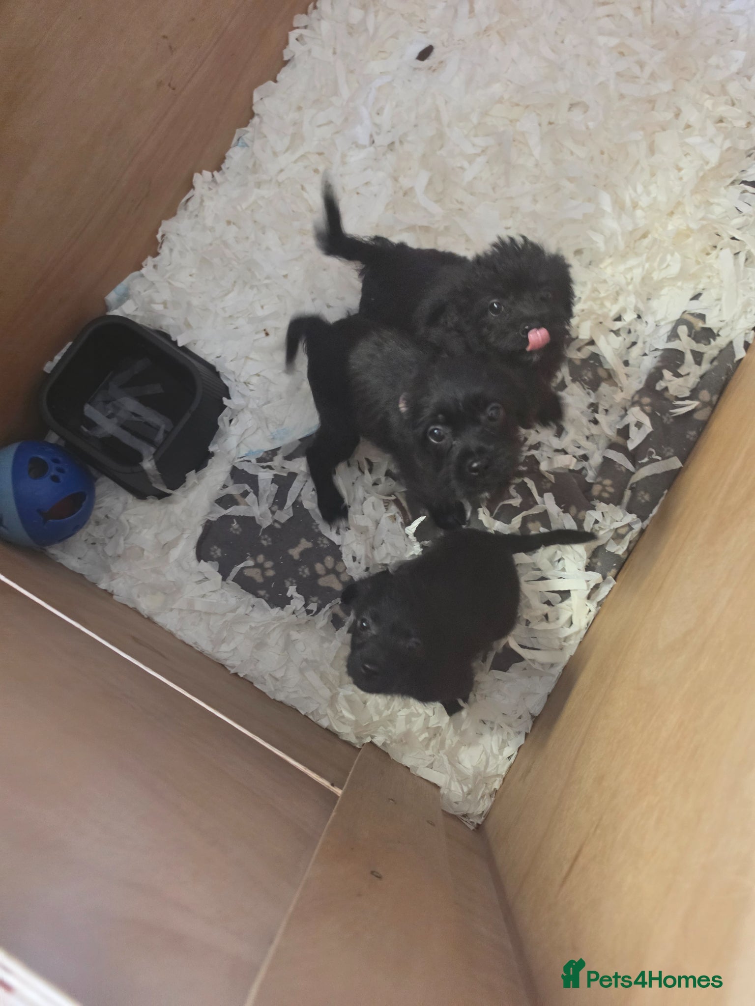 Shihpoo dogs 1 beautiful female shihpoo puppy left  - Advert 4