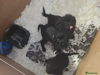 Shihpoo dogs 1 beautiful female shihpoo puppy left - Advert 4